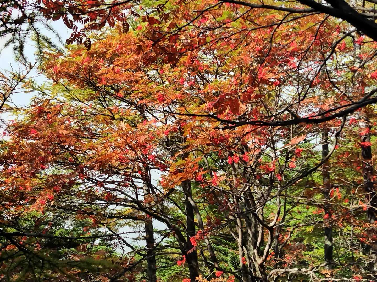 車坂峠-車坂山-黒斑山-蛇骨岳-鋸岳-Jバンド 周回コースの写真