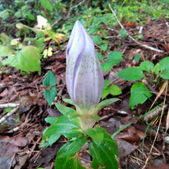 模様？苔？