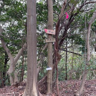 四国山の頂上は展望なし