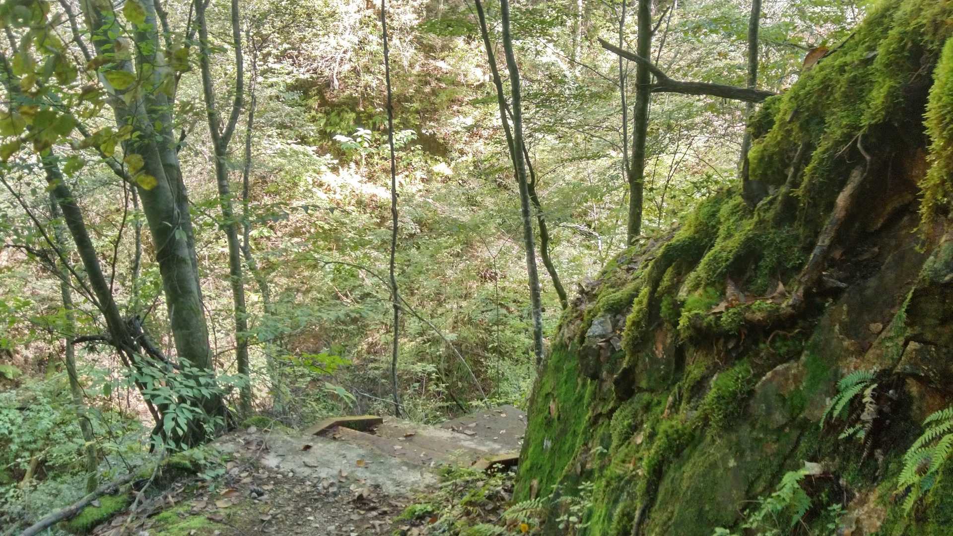 苔も輝いています🎵