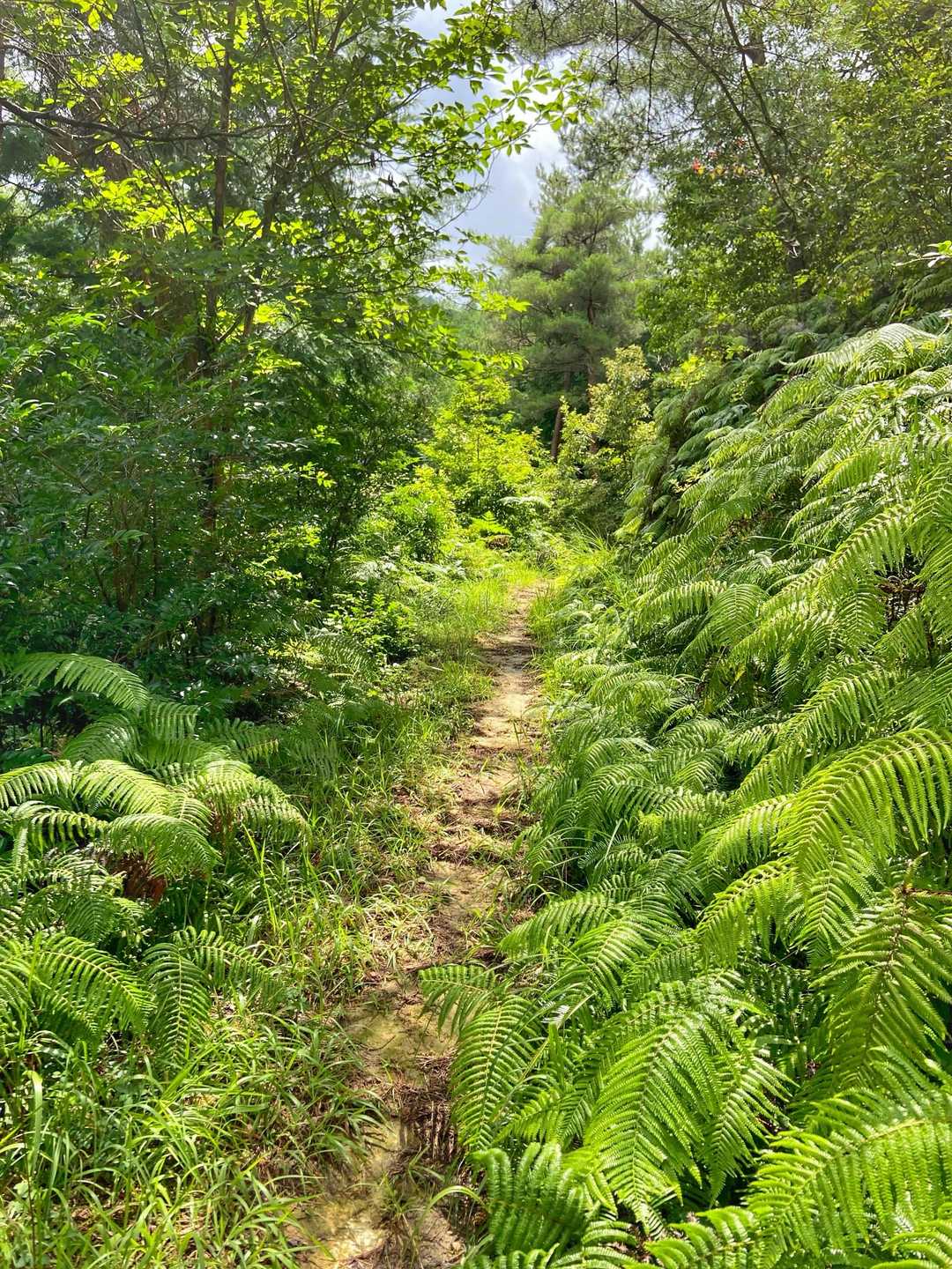 高取山登山口-高取山 周回コースの写真