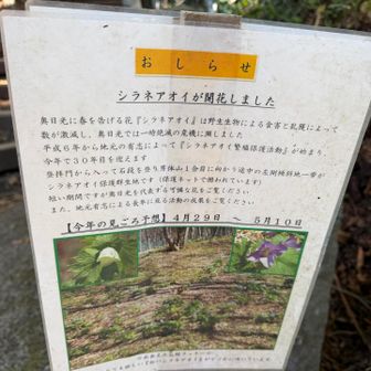 GWの頃はシラネアオイなのね📝