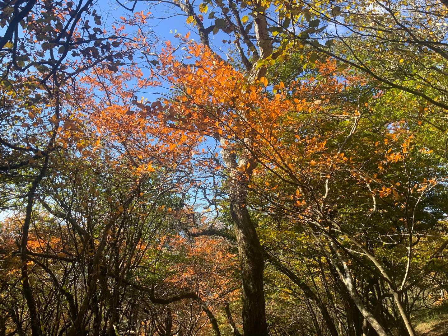 山頂近くも良い色になっていました