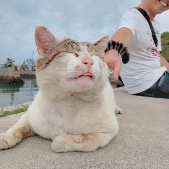 ニャンとも猫まみれ🐾😺佐柳島散策🏝 / 鼬いたちの観光データ | YAMAP