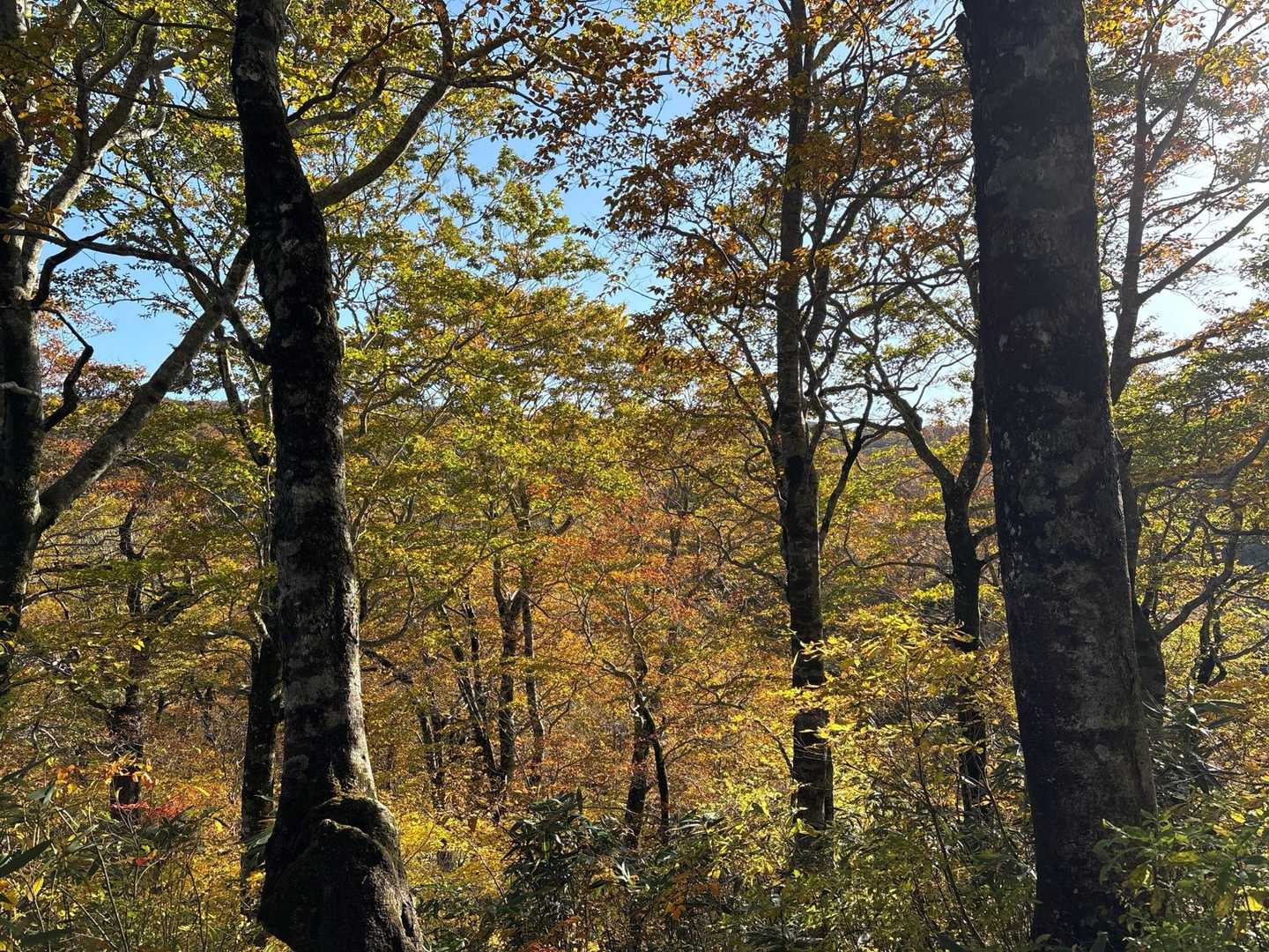 紅葉が素晴らしい🍁