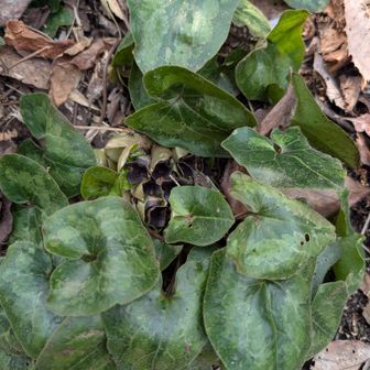 カンアオイの花