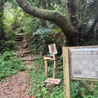 山頂への道