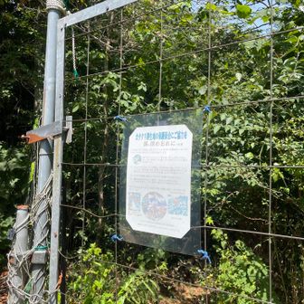 「カタクリの群生地」