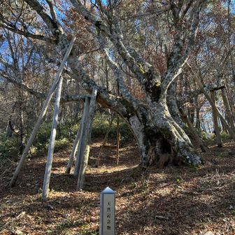 丸尾のブナの木