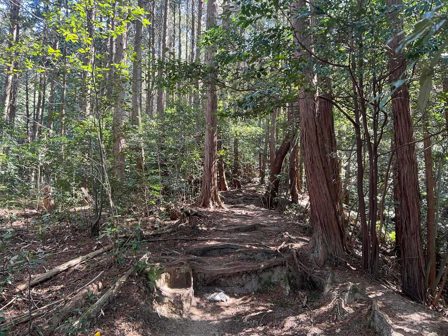 海上の森登山口-物見山 往復コースの写真