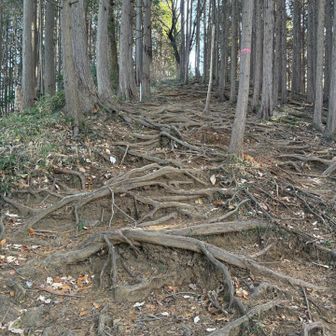 根っこ道登ったり