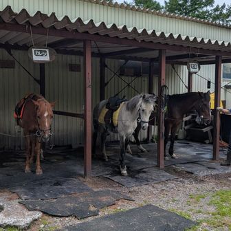 お馬さんに3頭。
予約すれば乗れるようです。
