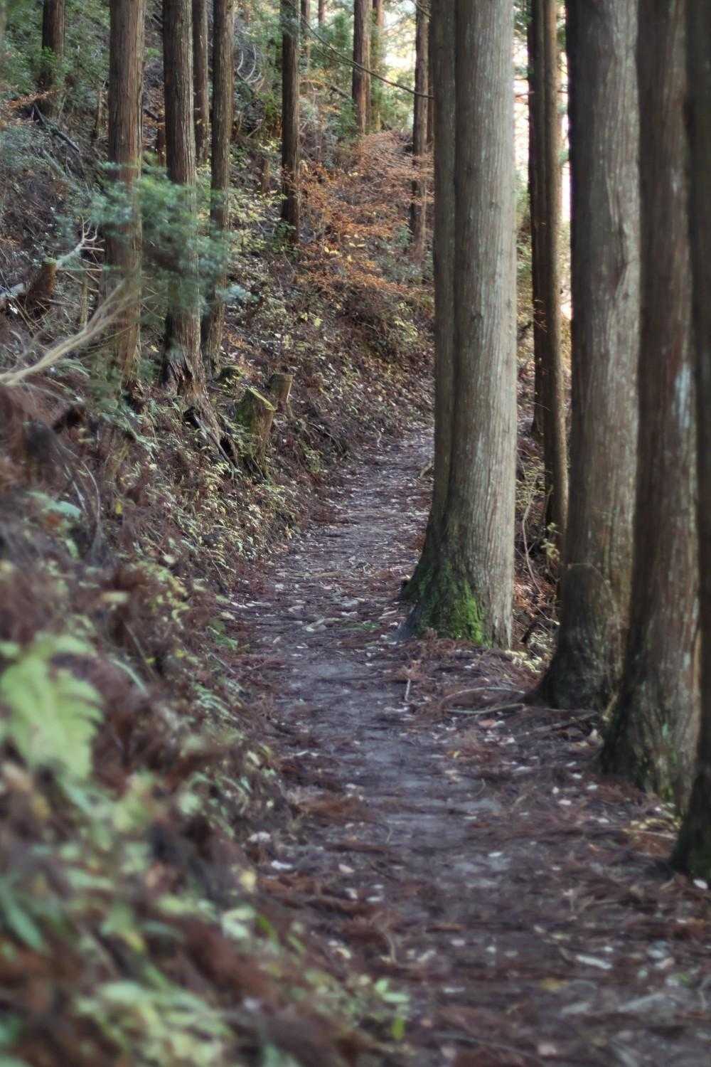 山道ですね😀