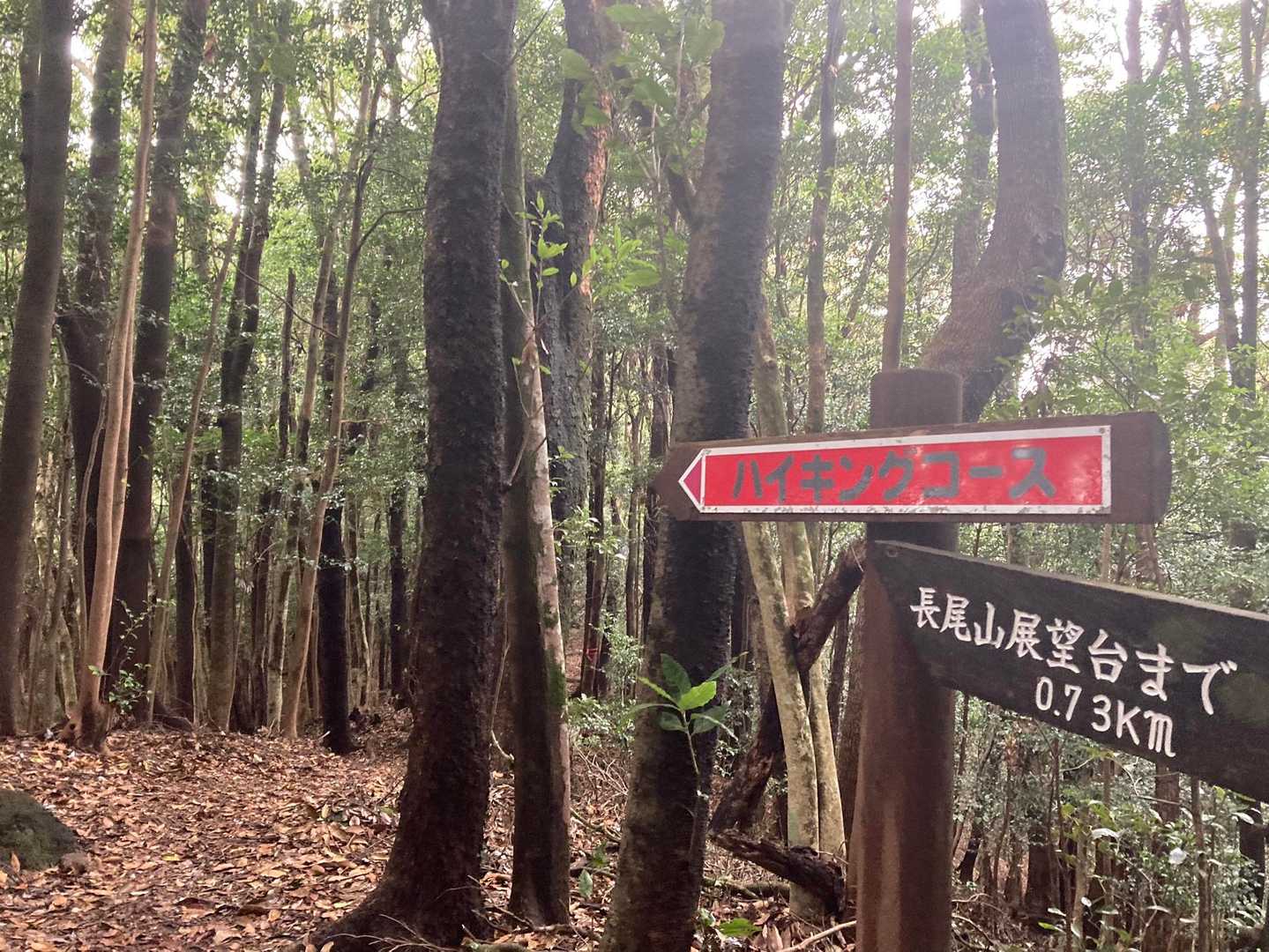 長尾山山頂までは急登もなくハイキングです😌