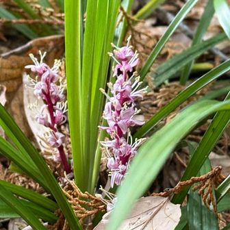 吉祥草🌼
家に植えておいて
花が咲くと縁起がよいといわれているらしい