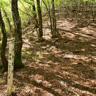 米背負峠（こめしょいとうげ）という面白い名前の峠。
ここから大谷ヶ丸まで標高差100m弱だけど、急斜面の直登が始まる
