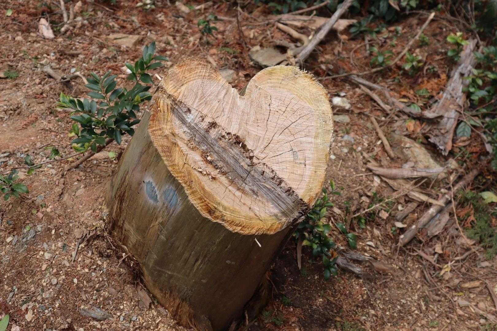 八郎岳 往復コースの写真