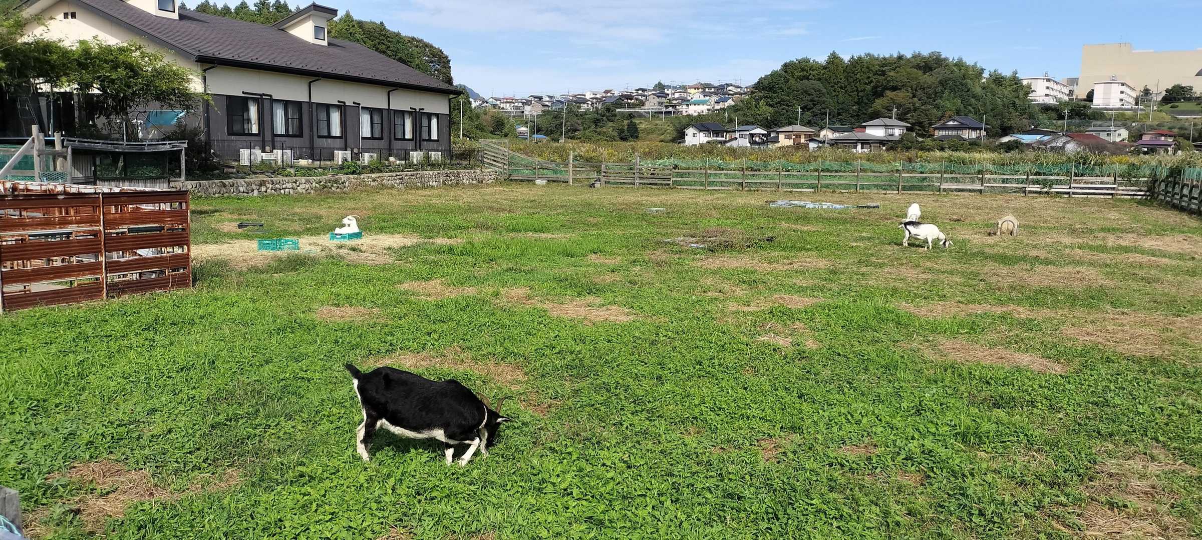 ヤギさん🐐いました