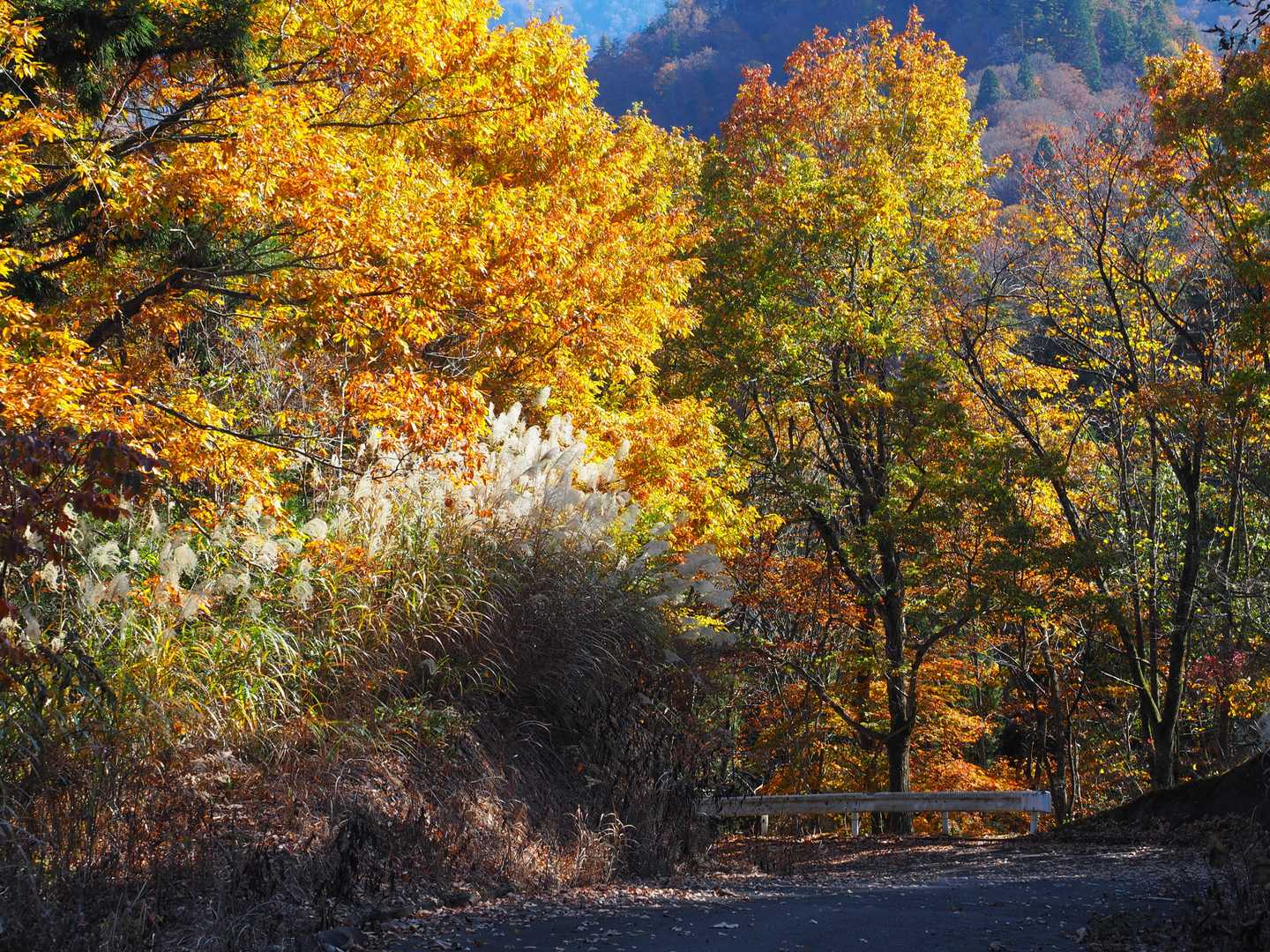 井戸小屋山からは普通の登山道でした。途中から林道になります。