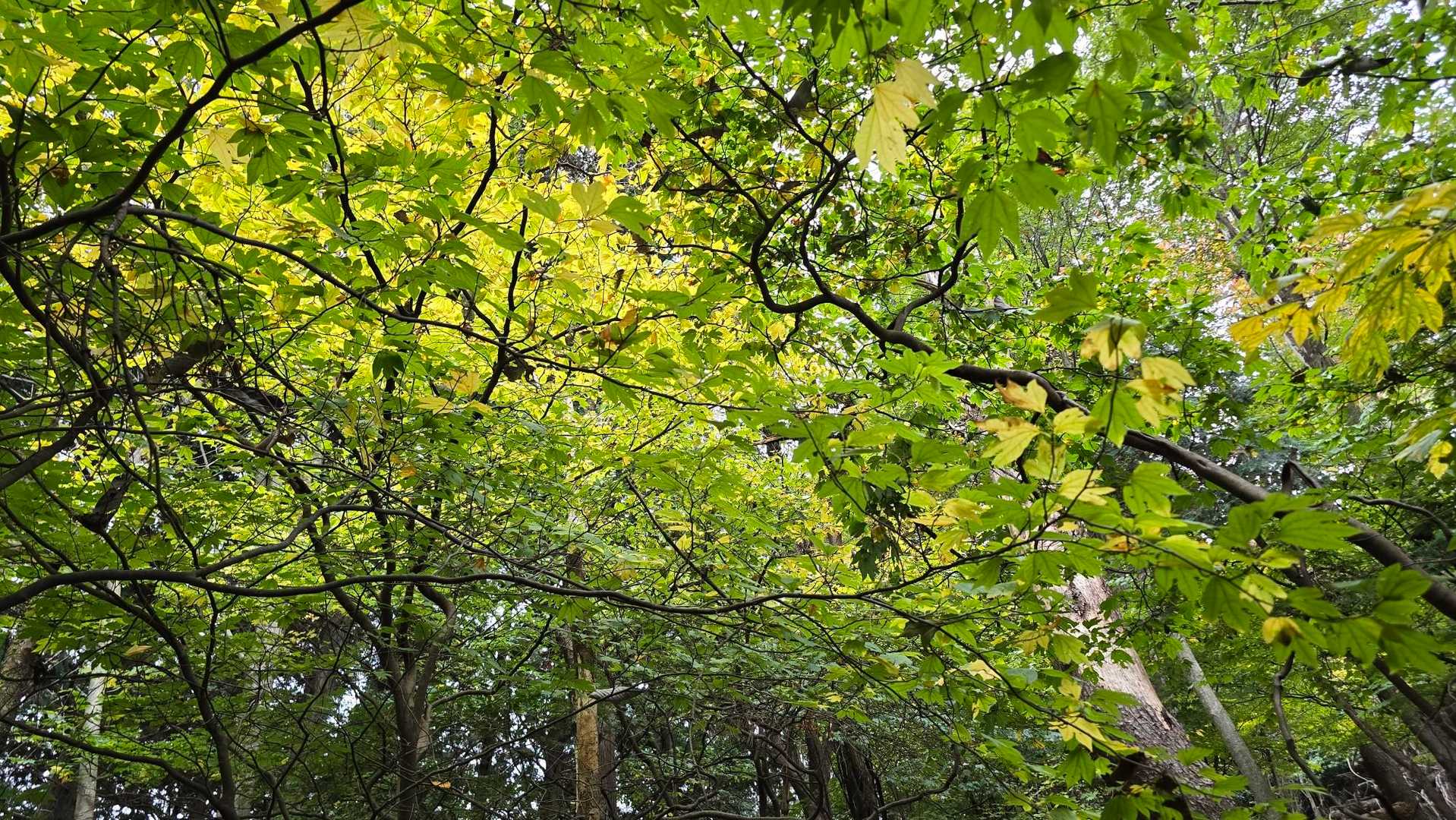 谷汲山華厳寺・妙法ヶ岳 往復コースの写真