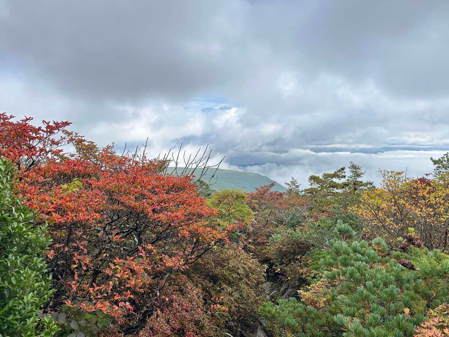 振り返ると紅葉トンネル🍁🍁
ここを登ってきました。
