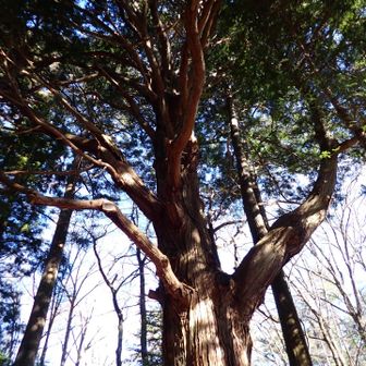 神社の御神木も素晴らしく立派