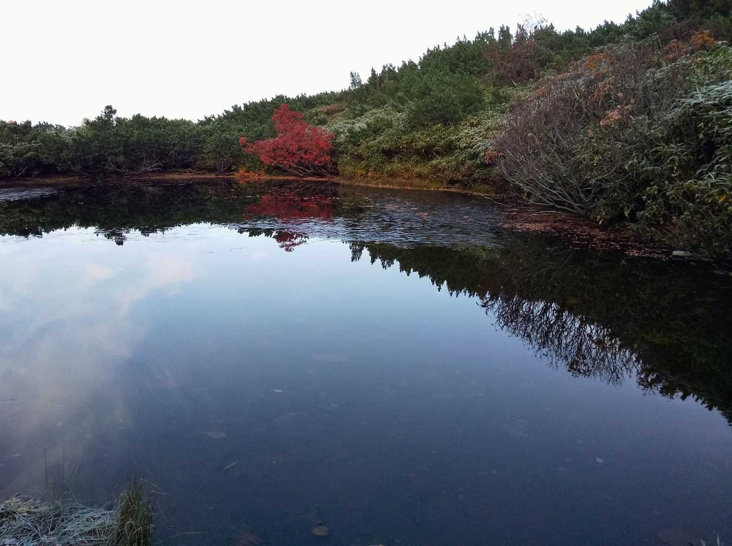 池の水面景色✨