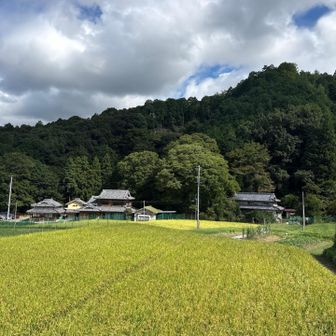 黄金に輝く稲穂が美しい✨
愛すべき里山🌾
