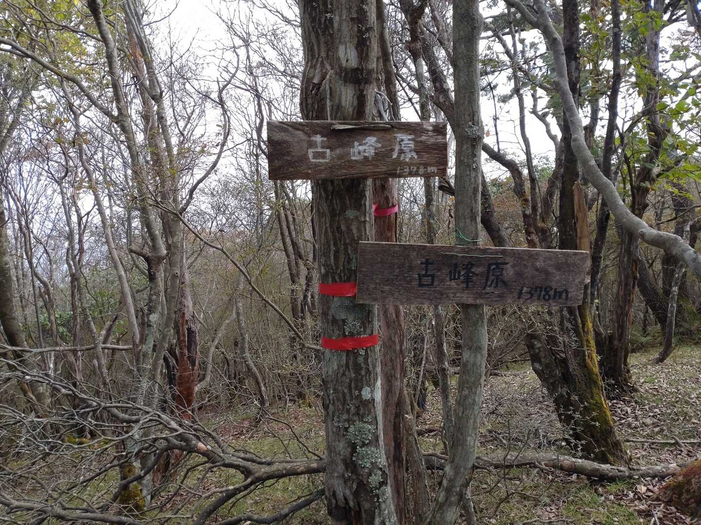 古峰原 往復コースの写真