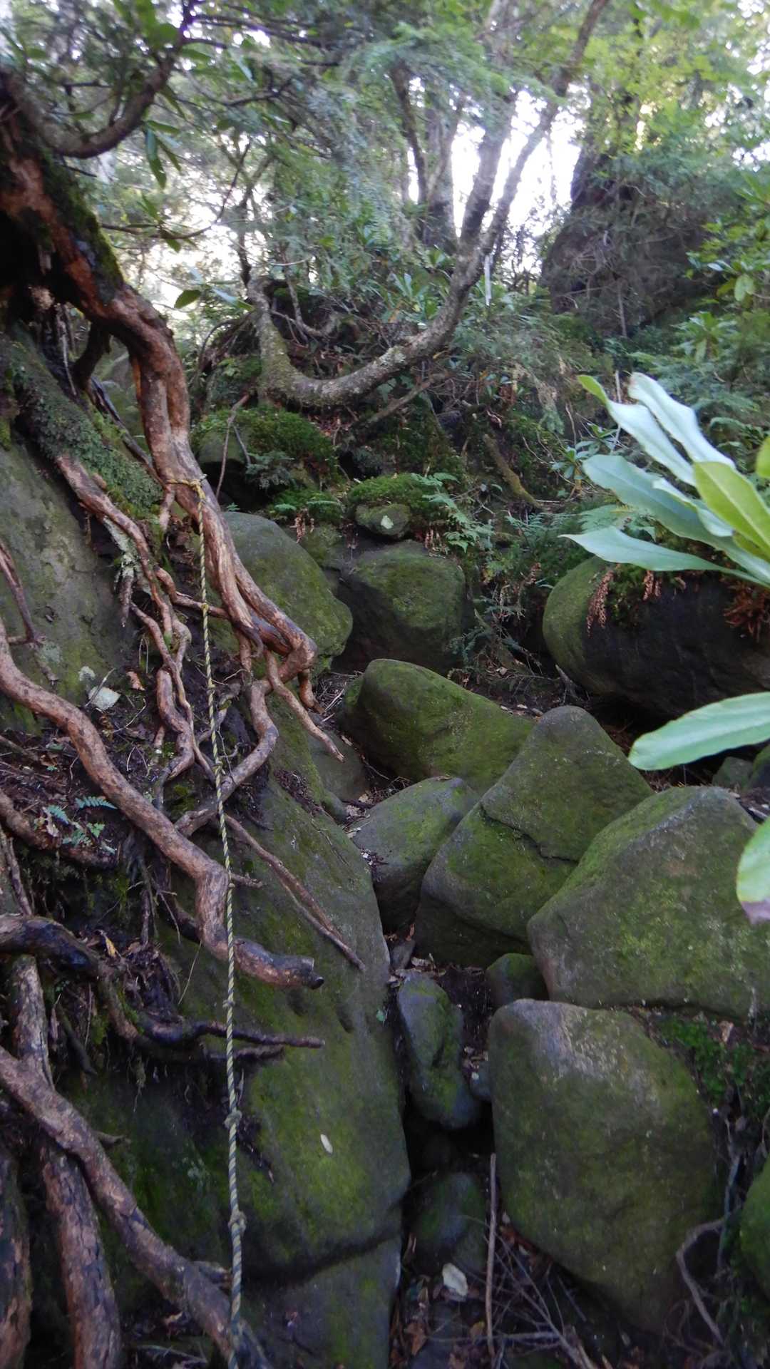 登山道の雰囲気が変わりました。岩がゴロゴロ、滑るのは変わらない（笑）