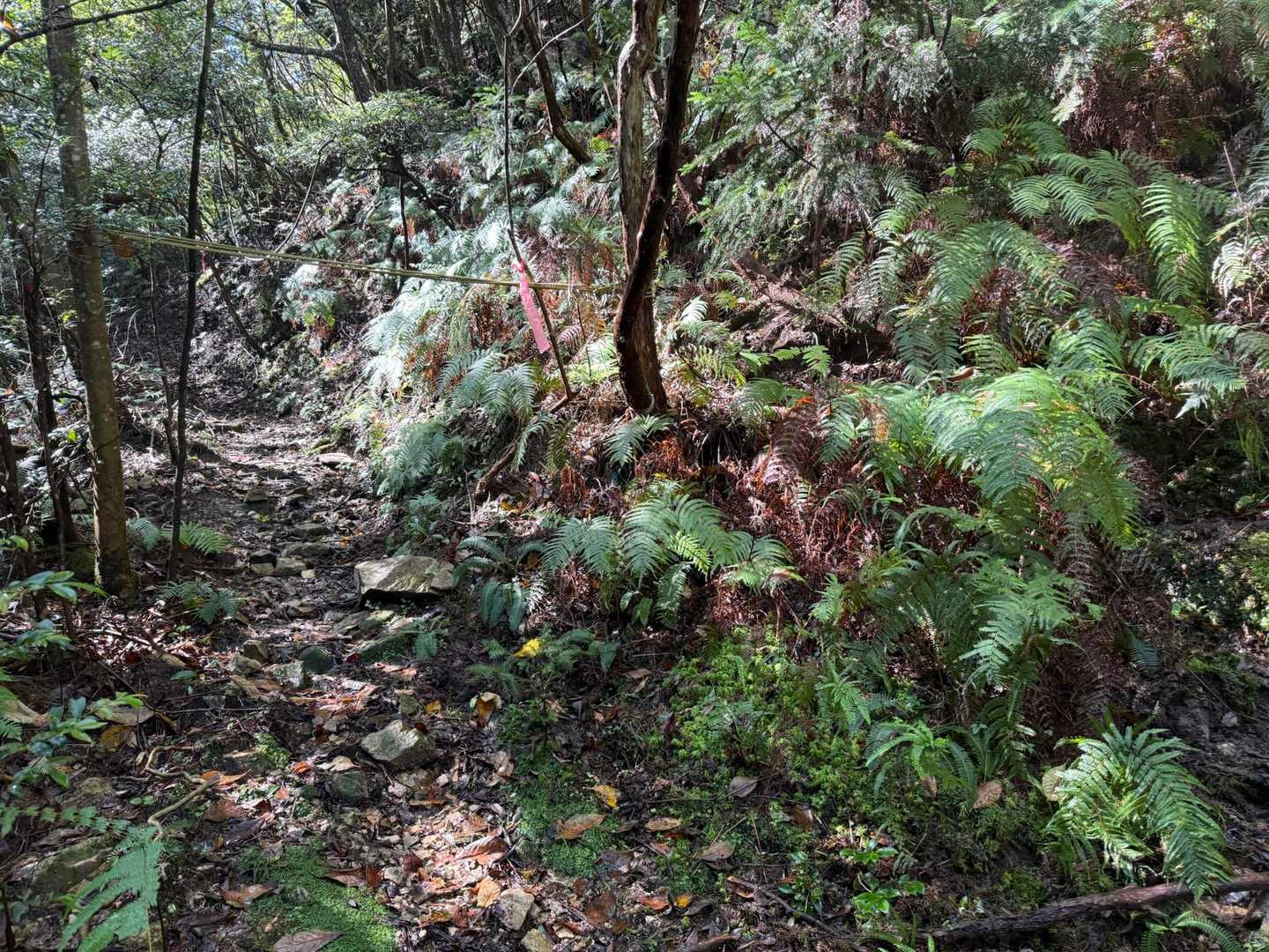 ？？？？
行きかけて縄に気づく🪢
登山道はこちらではありません‥🙅‍♀️