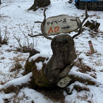 正面はかわいいお顔🐢