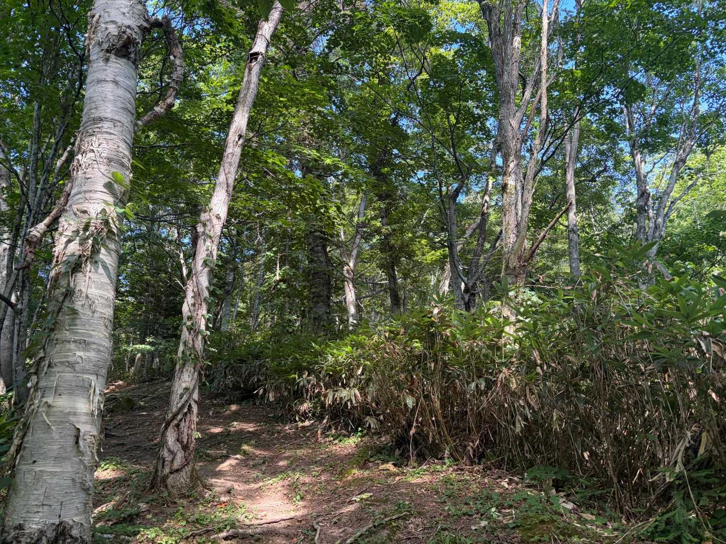 黄金山登山口-黄金山 往復コースの写真