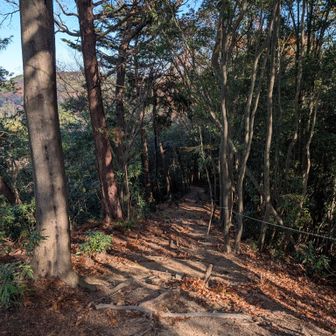 果てしなく見える下りですが
多分丹沢のた字にも満たないね