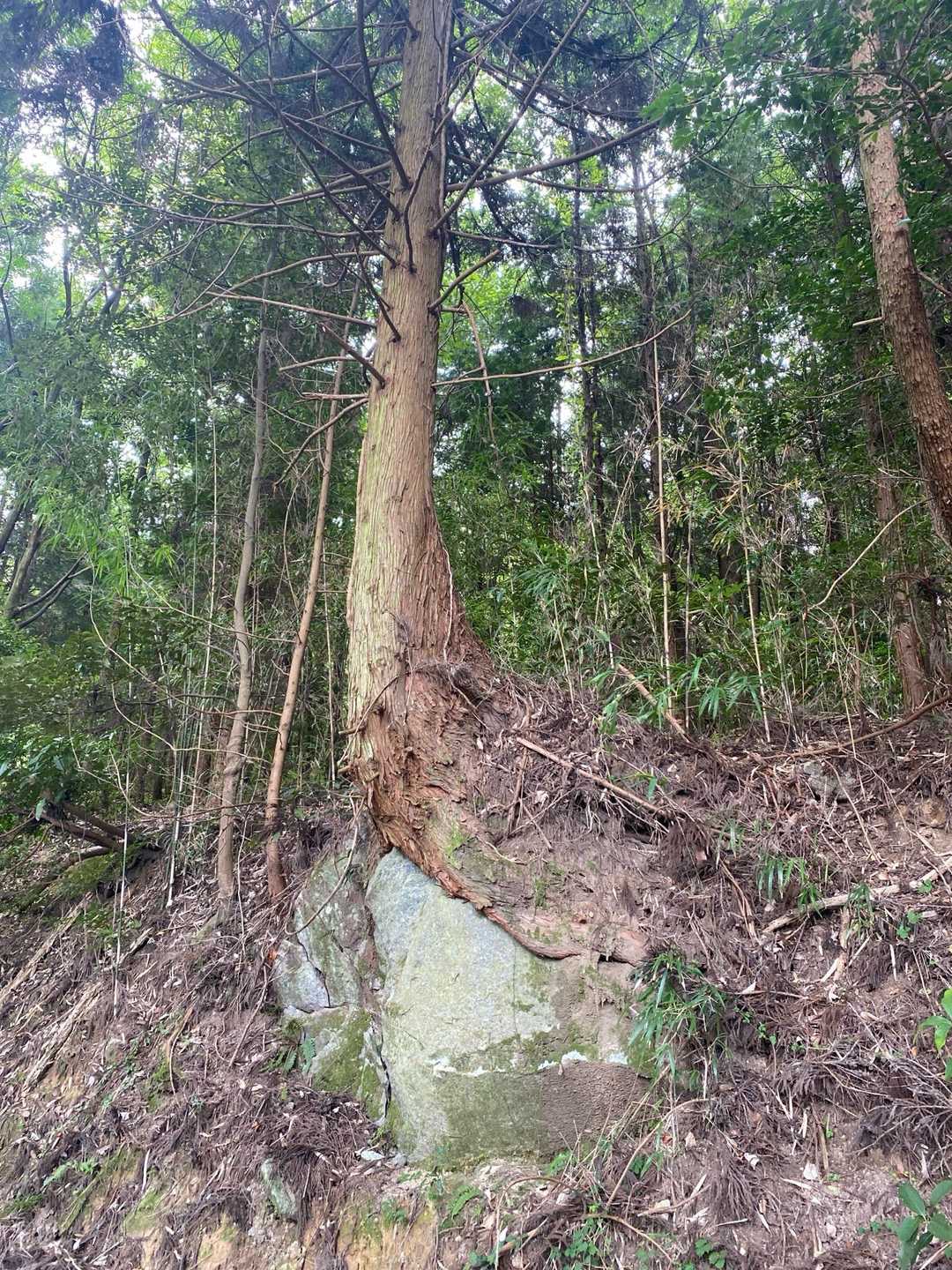 岩の上に　木🌲