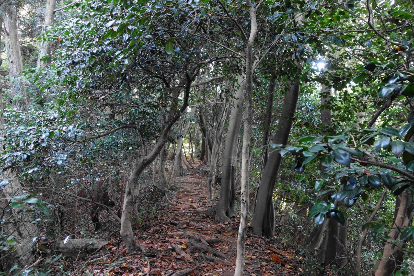 童話にでてくる山道みたい。