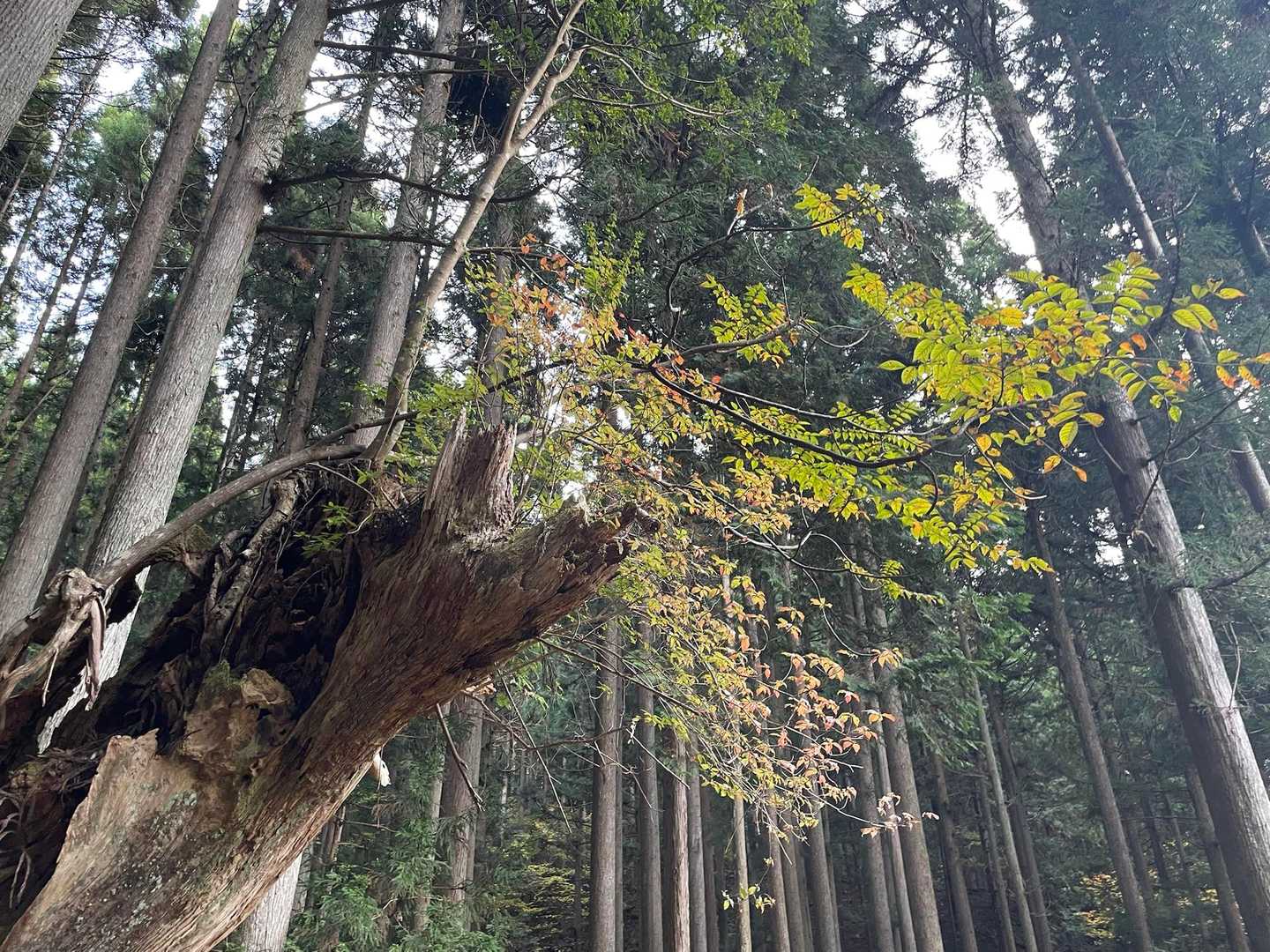 杉の他に別の植物も育っています