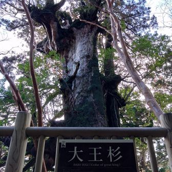 大王杉