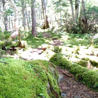 南峰へ苔林