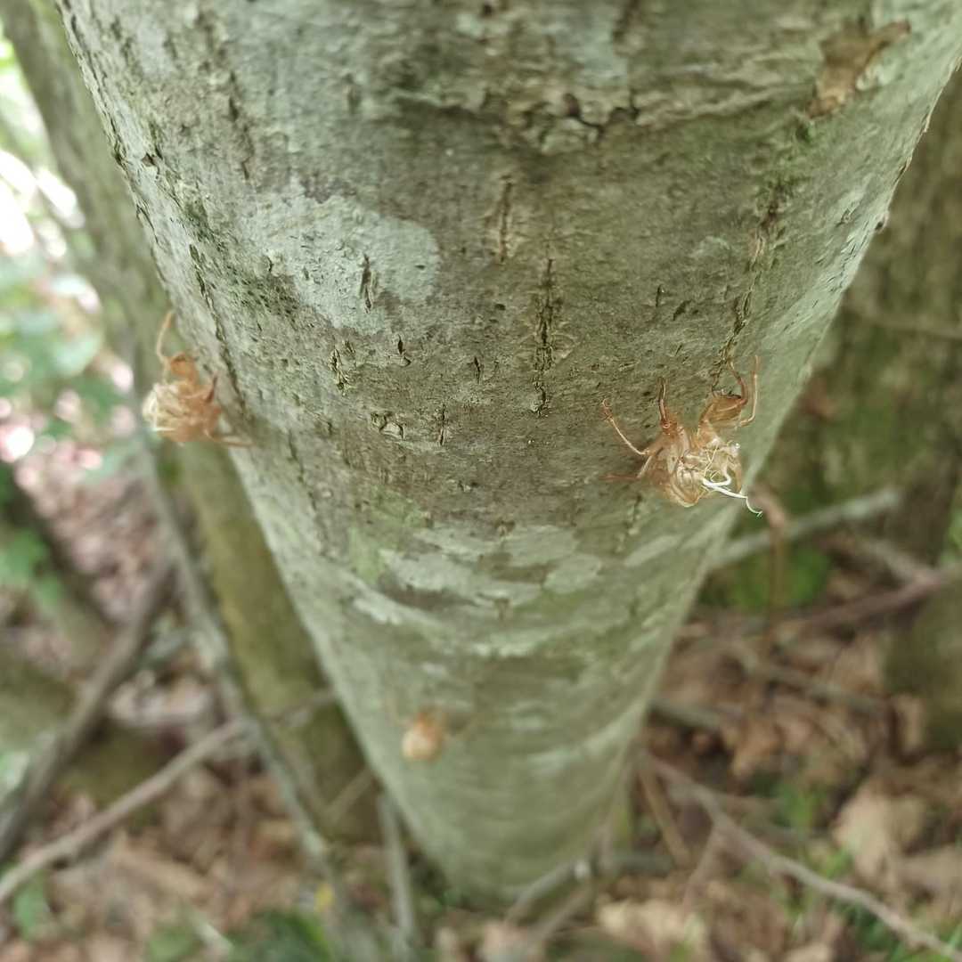 脱け殻達