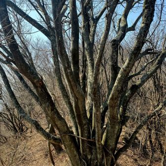 山友さん命名
🐙タコ五郎🐙
何本もある幹
凄すぎ😍⤴️