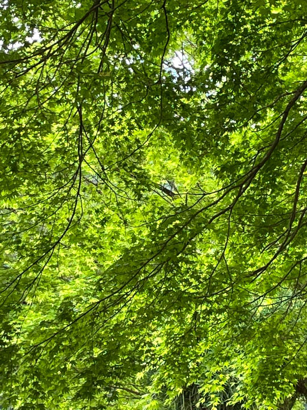 緑が眩しい。新緑は爽やかな気持ちにさせてくれますね🤗