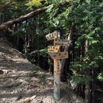 あちこち指しすぎてようわかりませんが、倉岳山はここから35分。ここから急登で面白いらしい😅