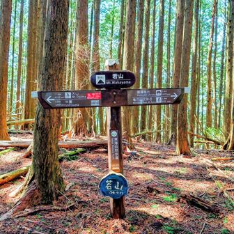 若山山頂 844m
展望無し