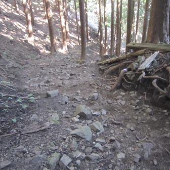 その後は樹林帯で薄暗い登山道をひたすら進んだ。