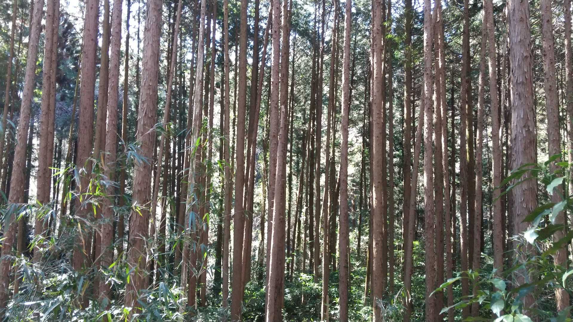 整然とした杉林。まっすぐ！
