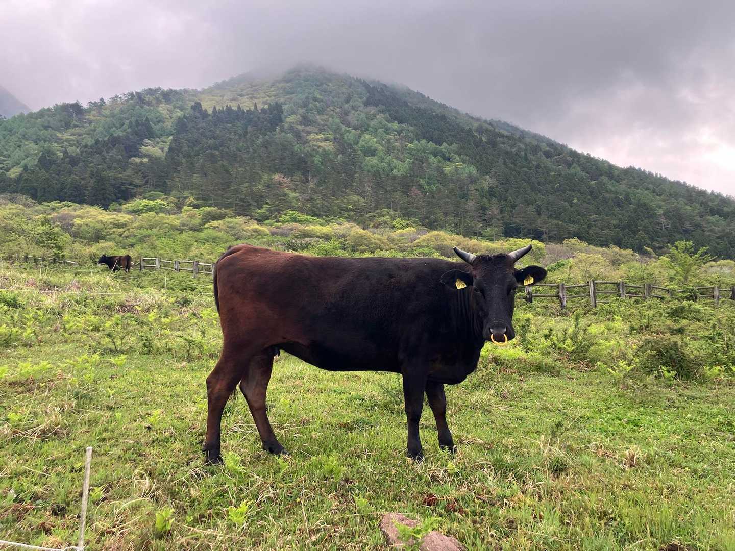 モー🐮