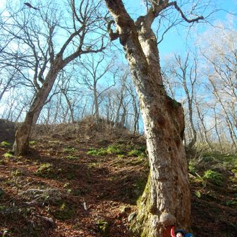 左門岳 大きなトチノキ。といっても周囲４mはないぐらいかな。