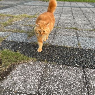 この子が1番遊んでくれたうちの猫にそっくり〜かわいい🥹
