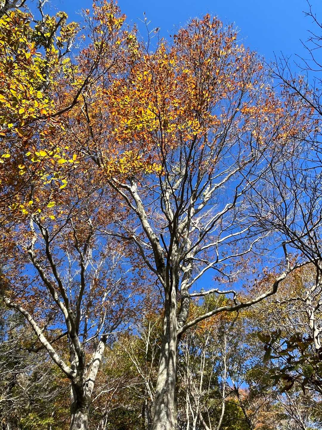 ブナの黄葉🟡も青空💙に映える
